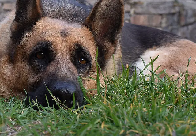 Why is My German Shepherd So Scared? (Reasons, & What Might Be Done About It)