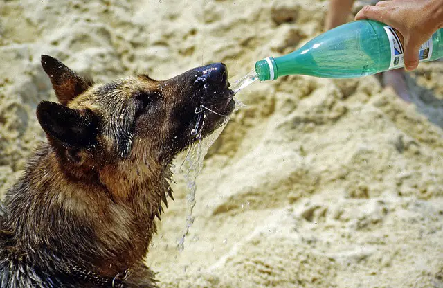 Is Your German Shepherd Drinking Enough Water?