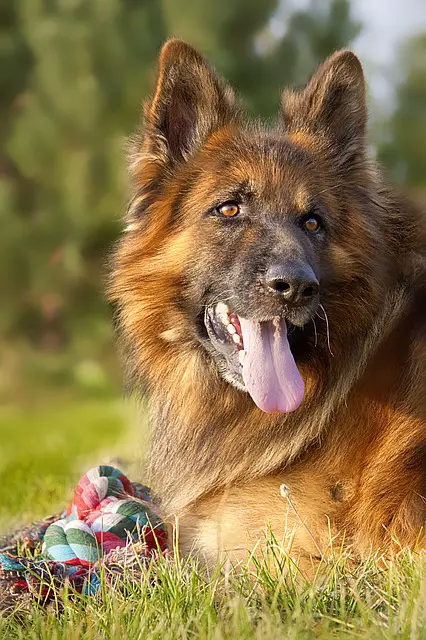 Long Haired German Shepherds: 12 Fast Facts and Info