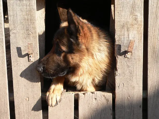 crate training german shepherd