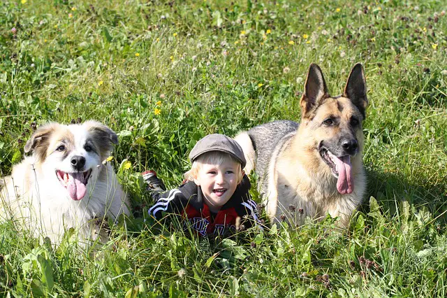 are german shepherds good with kids