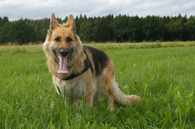 Best Harness For German Shepherd Dogs & Puppies