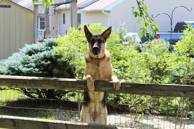 german shepherd guard dog