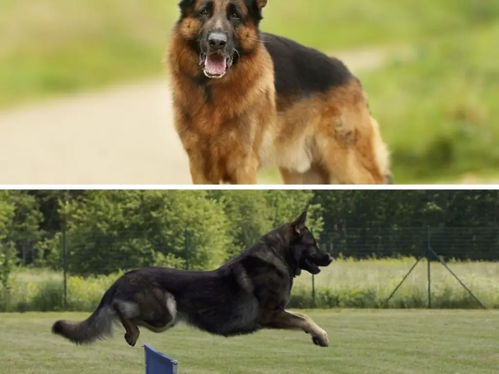 American Shepherd vs German Shepherd: Comparison
