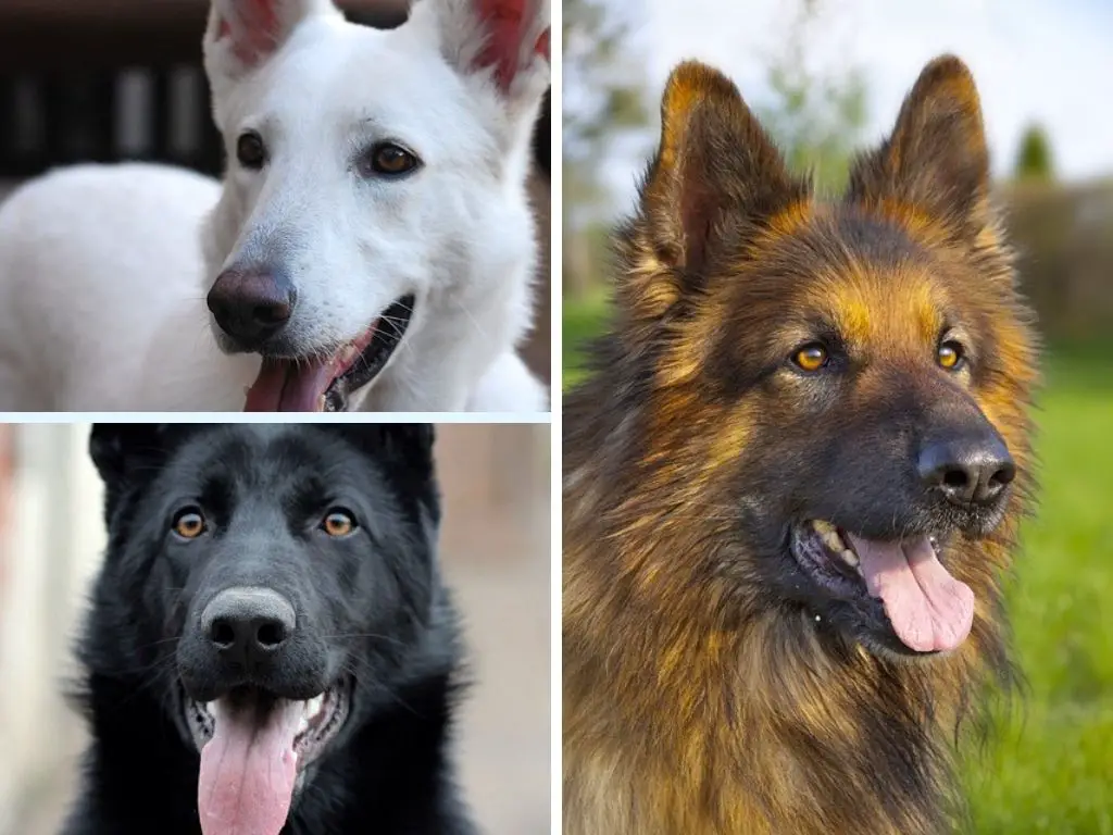 How Many Different Types Of German Shepherds Are There? (Lines, Colors, & Short vs Long Hair)
