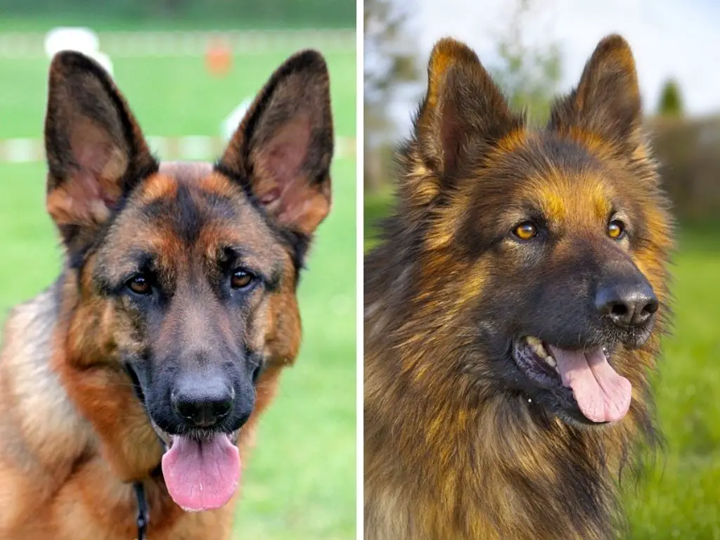 Short Haired German Shepherd vs Long Haired: Comparison