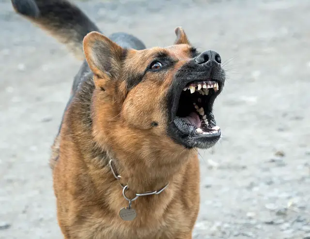 How To Stop A German Shepherd From Excessive Barking: At Other Dogs, At Strangers, At Night + More