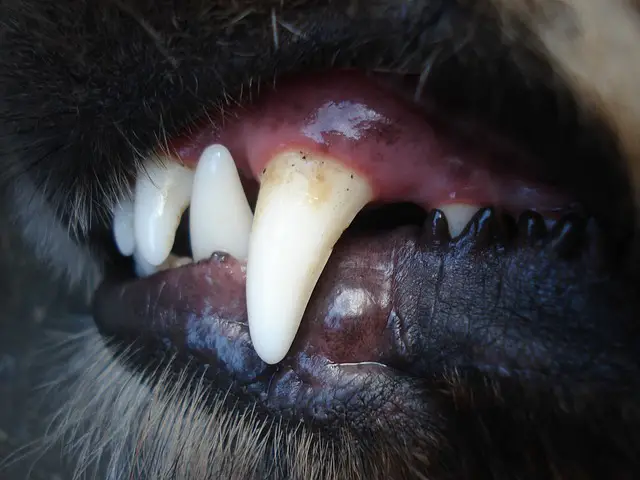 German Shepherd Puppy Teething Guide: Stages, When It Stops & Managing Biting