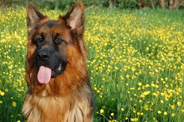 Giant German Shepherd: 14 Important Things To Know