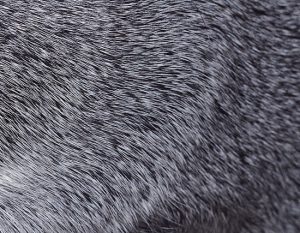 Silver (Grey) German Shepherds: 7 Interesting Facts & Info