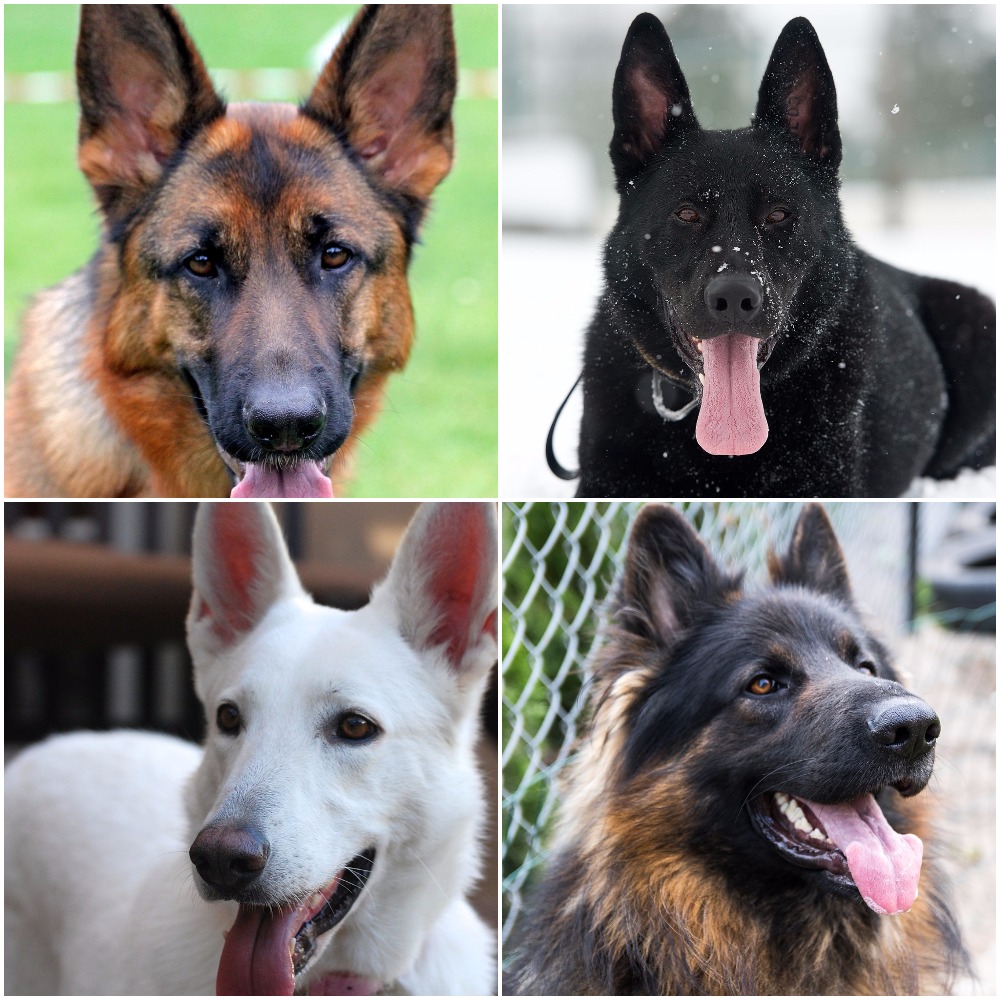 German Shepherd Types Lines Colors Short Vs Long Hair