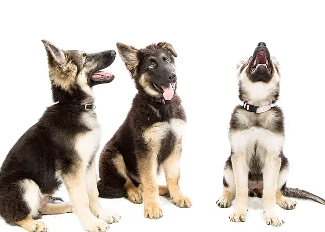 How To Choose A German Shepherd Puppy From A Litter