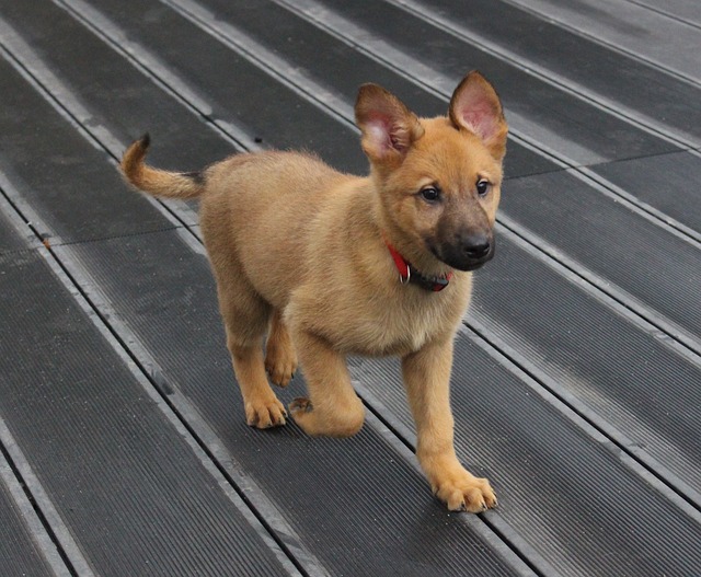12 Things To Know About A German Shepherd Mix