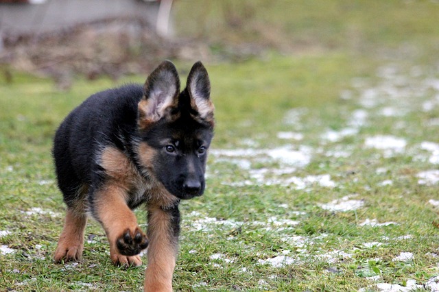 What To Look For When Buying A German Shepherd Puppy