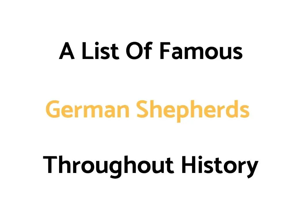 A List Of Famous German Shepherds Throughout History
