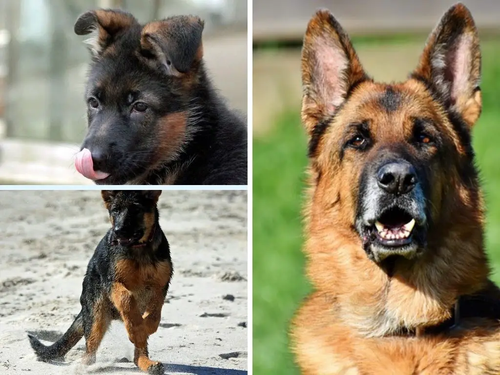 German Shepherd Puppy Behavior & Development Stages