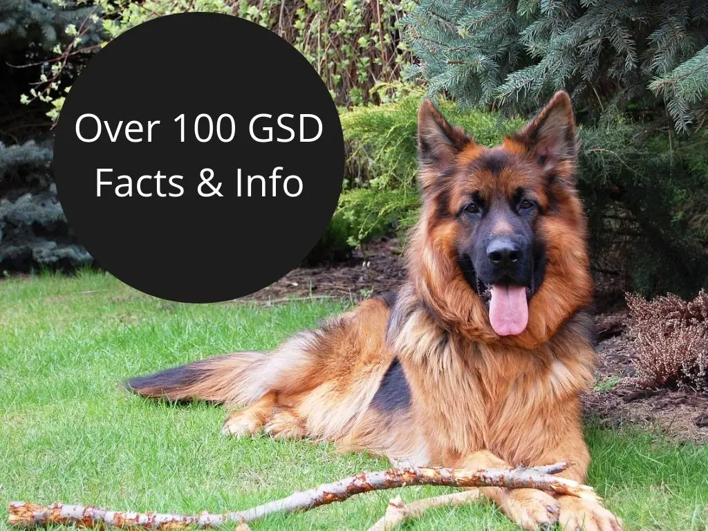 The Awesome List of Over 100 Interesting German Shepherd Facts & Information