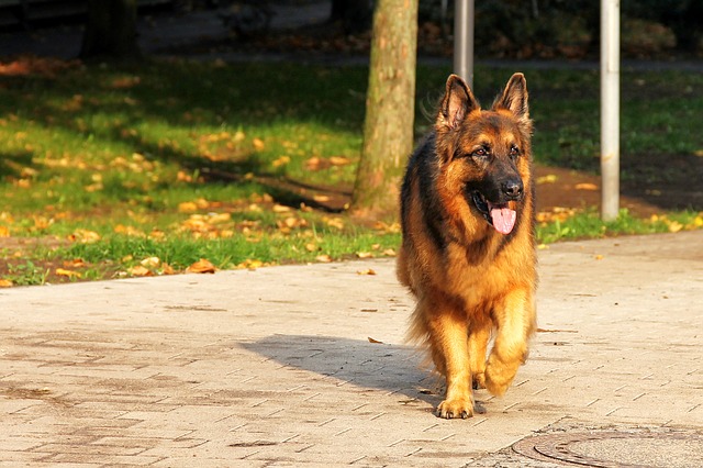 How To Identify A Pure Breed German Shepherd