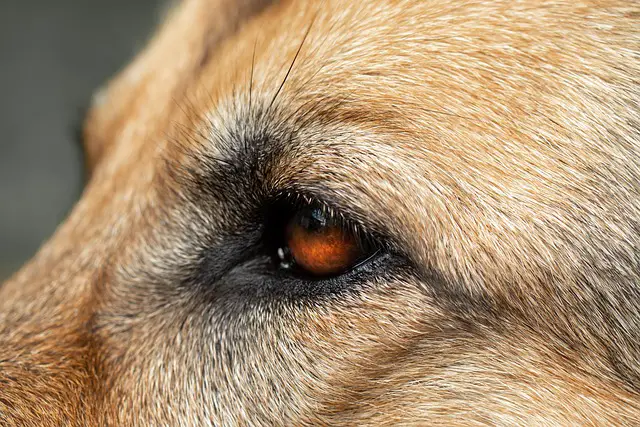 7 Potential German Shepherd Eye Problems Your Dog Might Experience