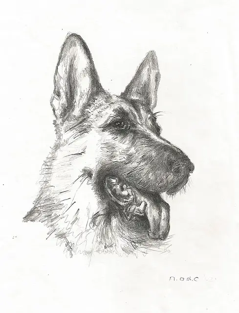 7 Easy Tutorials On How To Draw A German Shepherd Dog or Puppy