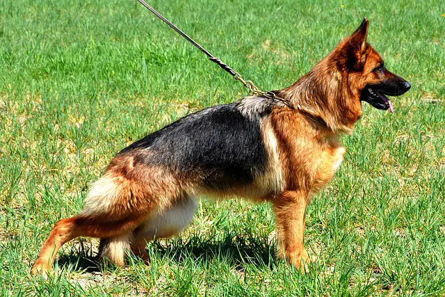 List Of Basic and Advanced Dog Commands For German Shepherds