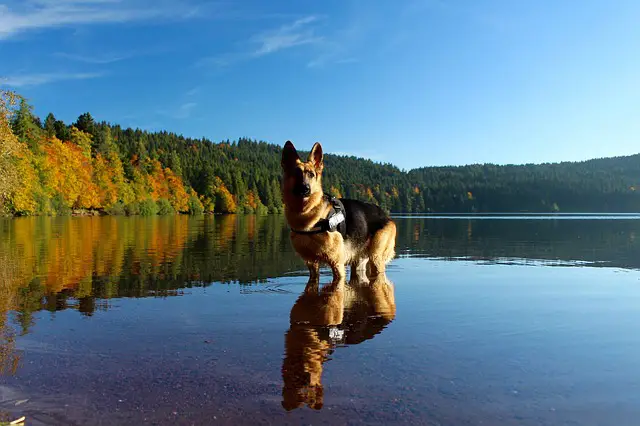 7 Places To Find German Shepherd Wallpaper/Backgrounds For Your Desktop, Phone or Tablet
