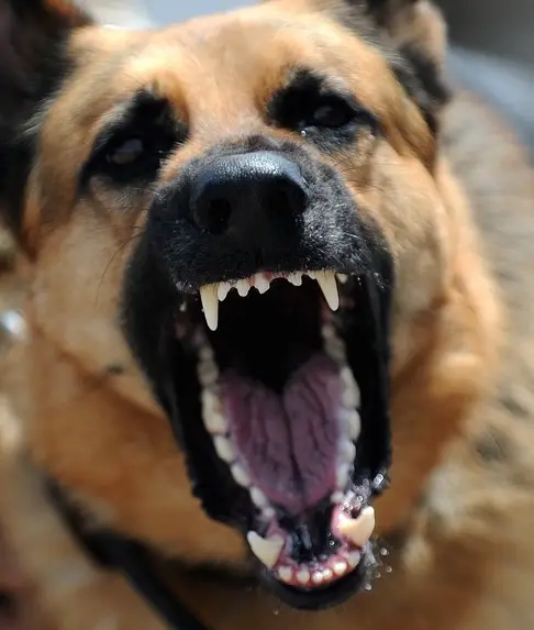 German Shepherd Titanium Teeth, Caps & Fangs: What To Know, & Costs