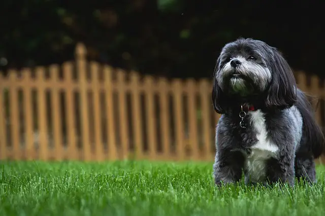 How To Choose Dog Friendly Yard Surfaces