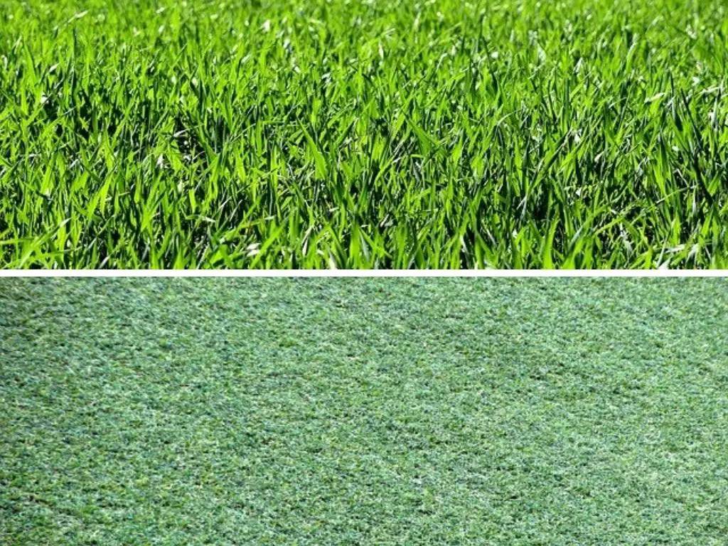Real Grass vs Artificial Grass For Dogs & Pets: Which To Get?