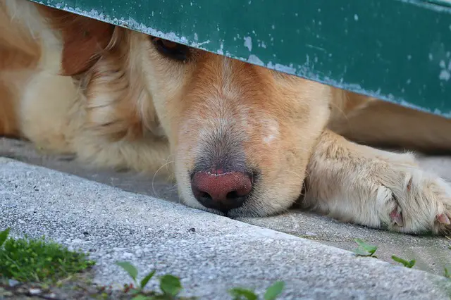What To Do About A Dry, Cracked Or Crusty Dog Nose