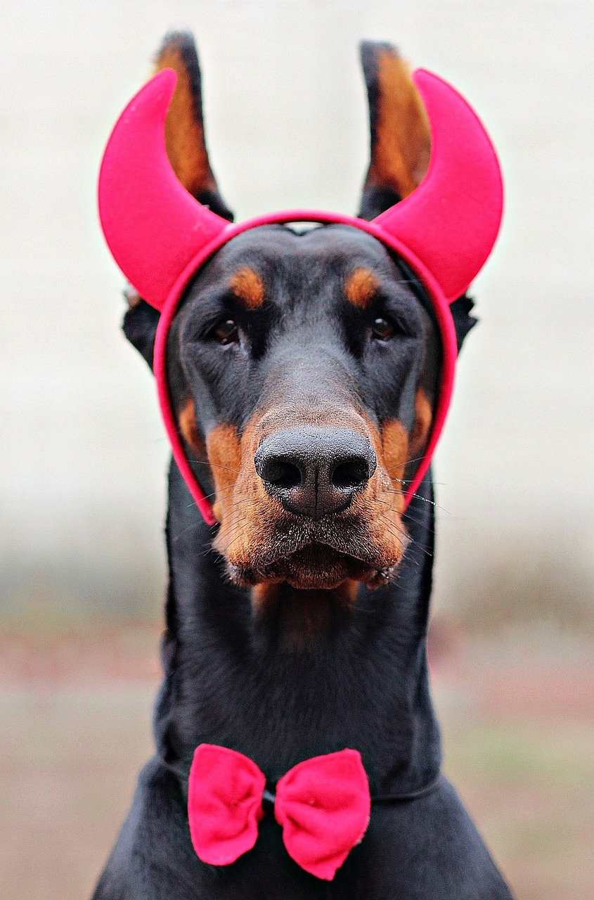 Cute and Slightly Evil Devil Costumes For Dogs