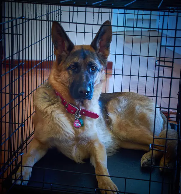 How To Make A Dog Crate More Comfortable: 10 Tips