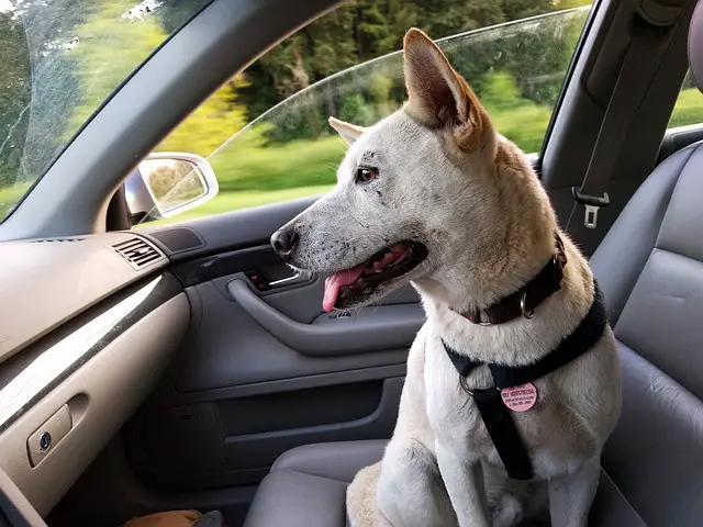 Best Dog Car Seats, Booster Seats & Lookout Seats