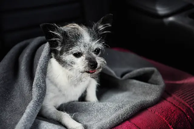 Best Dog Beds For Cars, SUVs & Trucks