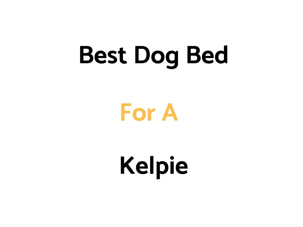 Best Dog Beds For Kelpie Dogs & Puppies