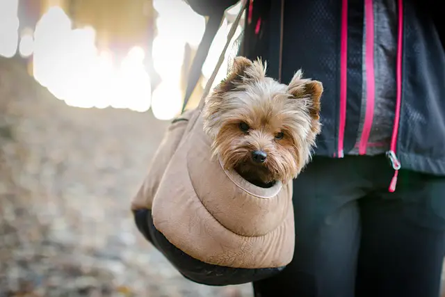 Best Dog Carriers
