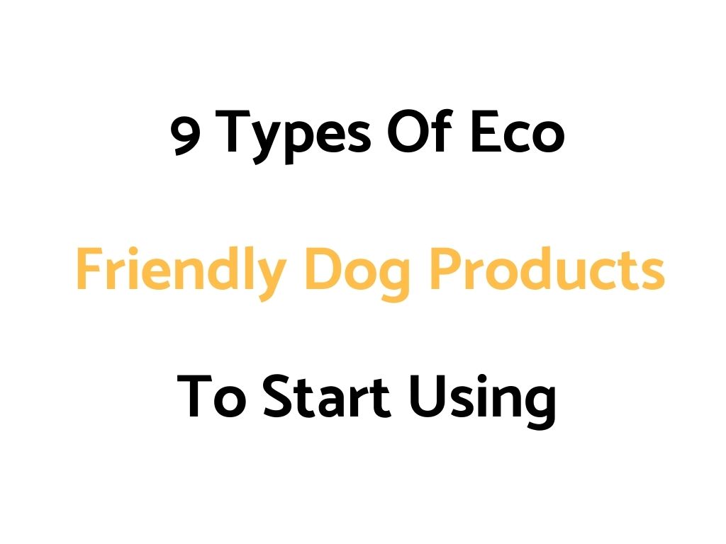 9 Types Of Eco Friendly Dog Products To Start Using
