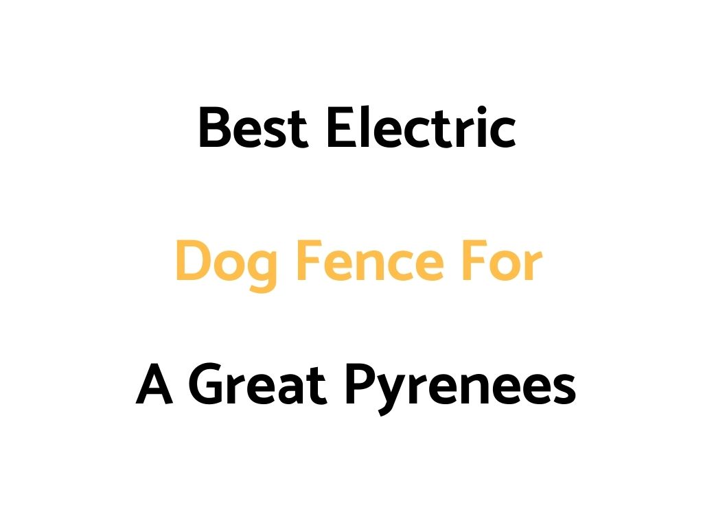 Best Electric Dog Fence For A Great Pyrenees