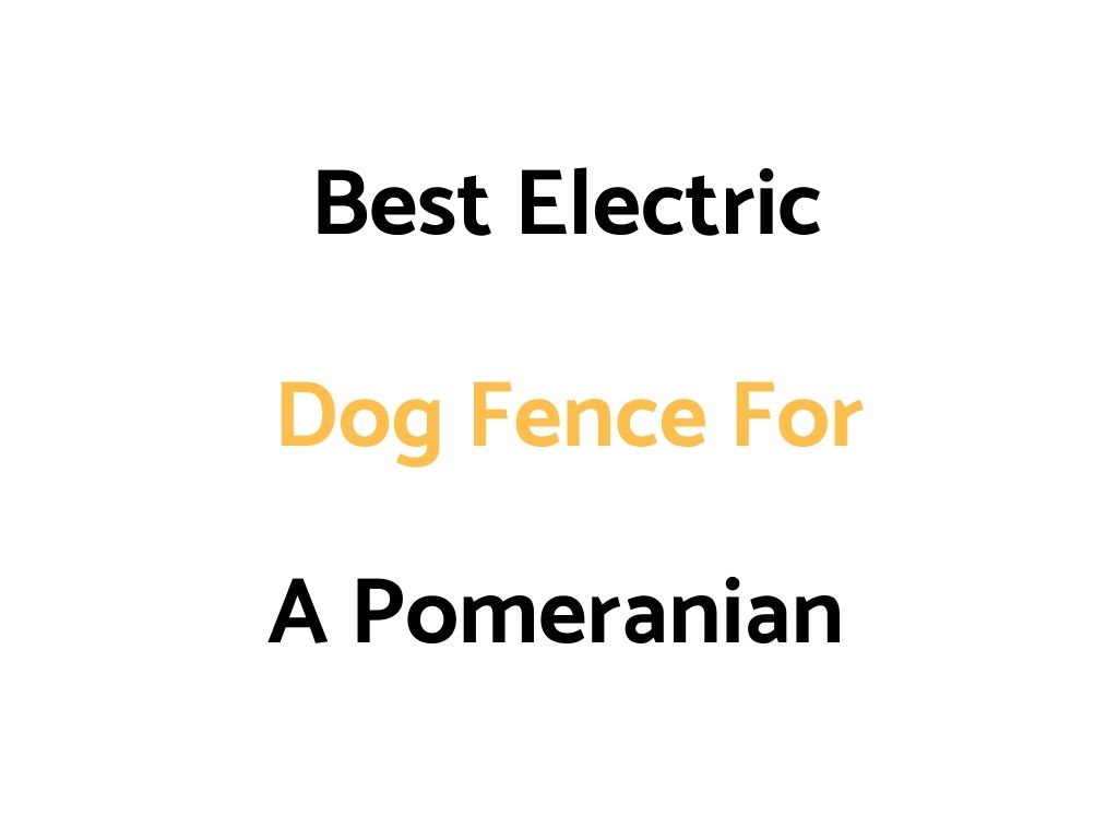 Best Electric Dog Fence For Pomeranians