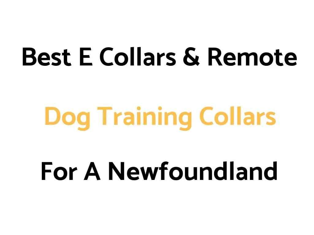 Best E Collars & Remote Dog Training Collars For A Newfoundland