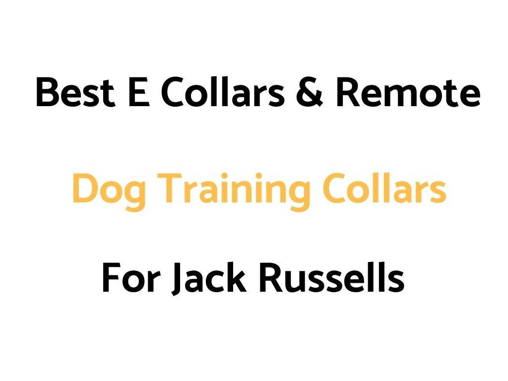 Best E Collars & Remote Dog Training Collars For Jack Russell Terriers