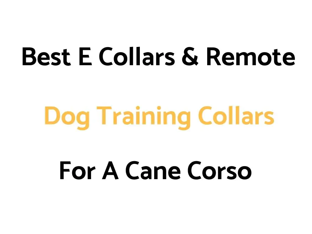 Best E Collars & Remote Dog Training Collars For A Cane Corso