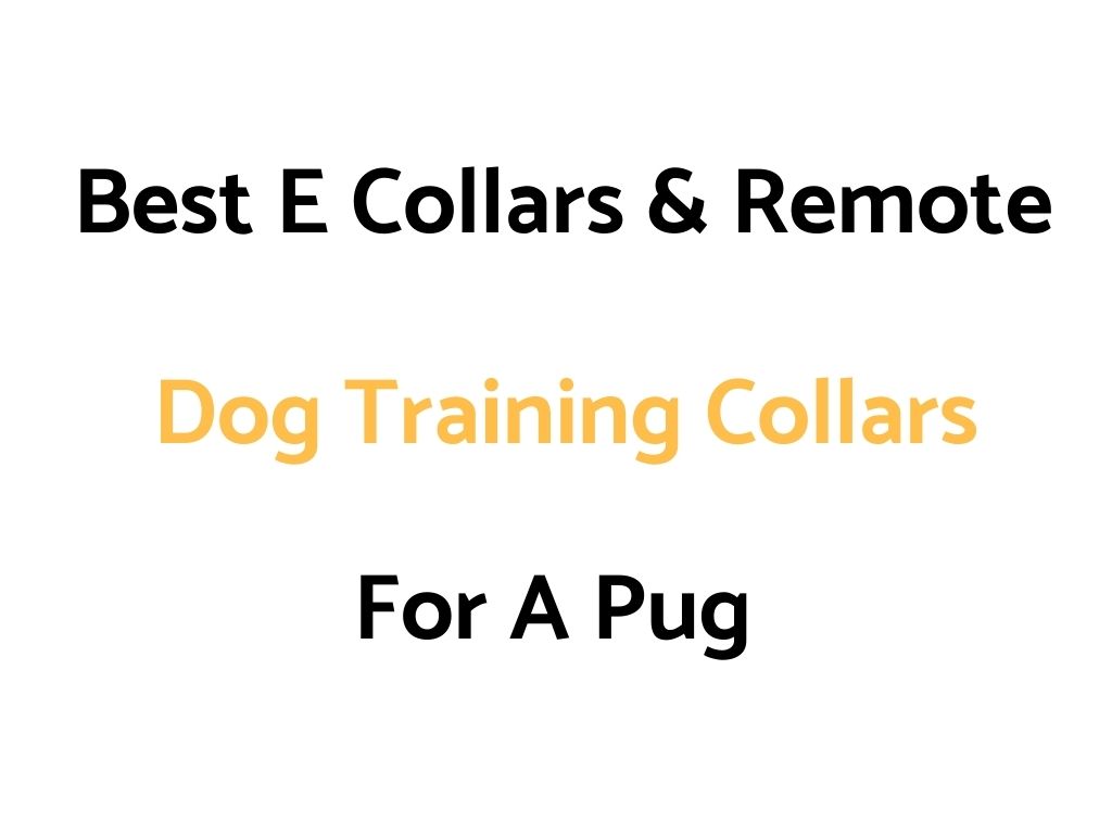 Best E Collars & Remote Dog Training Collars For A Pug