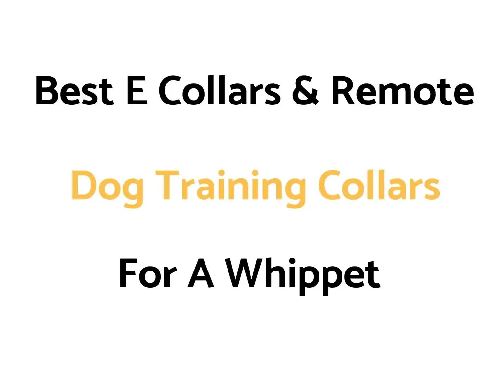 Best E Collars & Remote Dog Training Collars For A Whippet