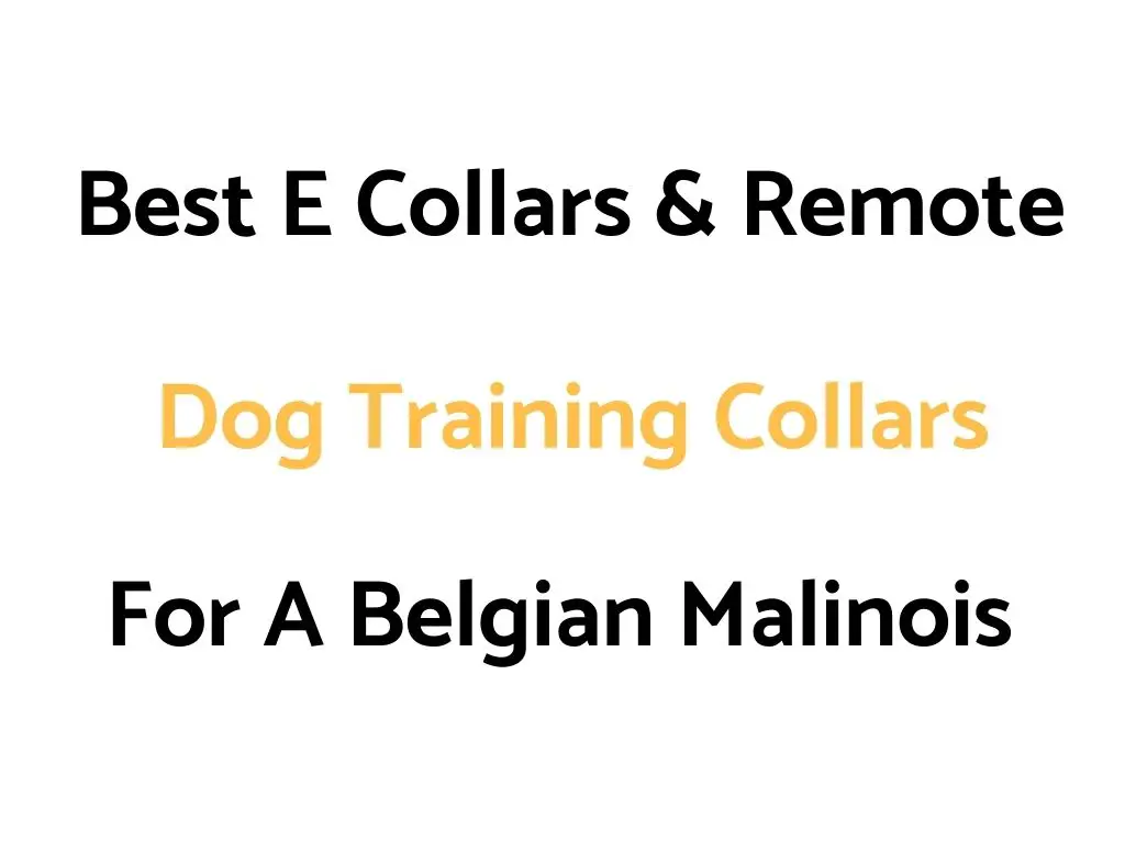 Best E Collars & Remote Dog Training Collars For A Belgian Malinois