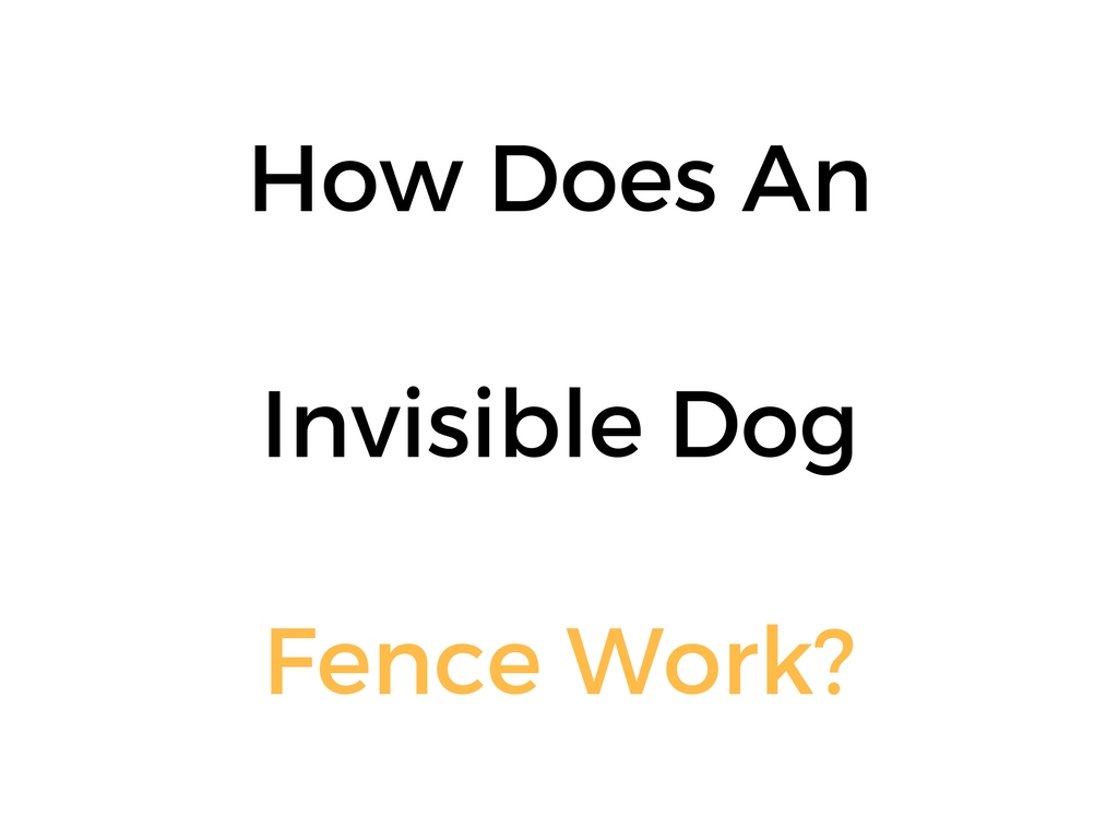 How Does An Invisible Dog Fence Work? Wireless, & In Ground Systems