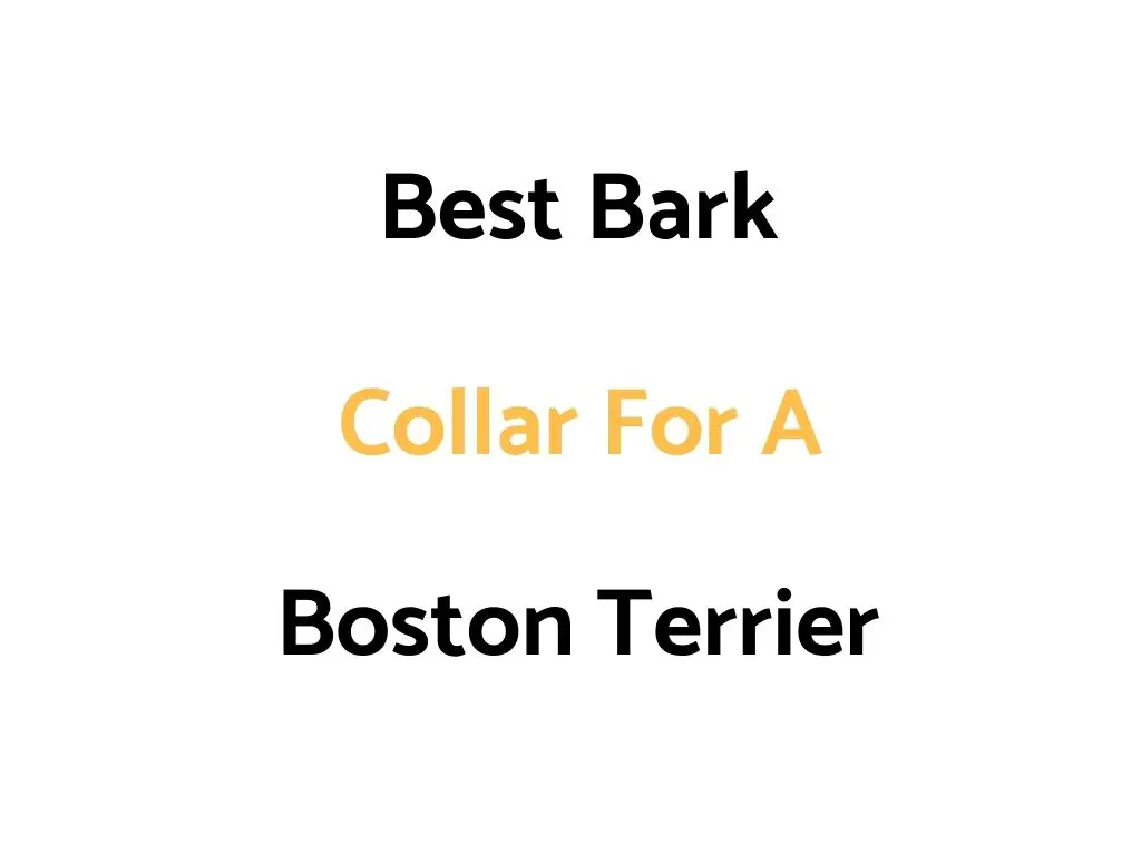 Best Bark Collar For A Boston Terrier