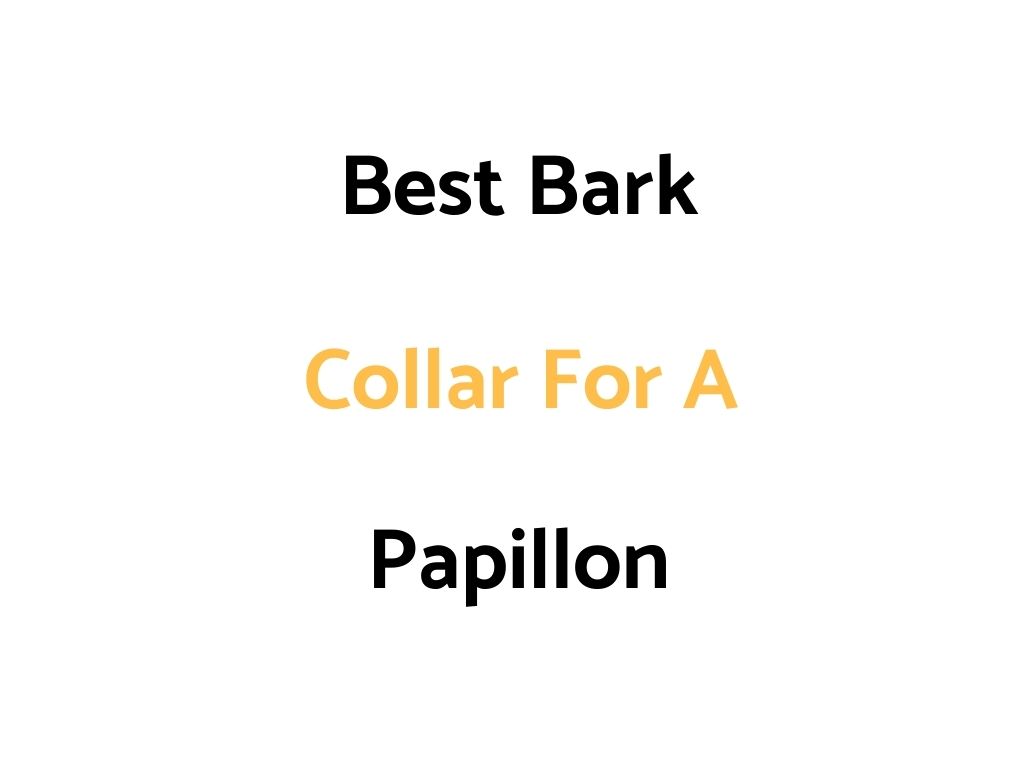 Best Bark Collar For A Papillon