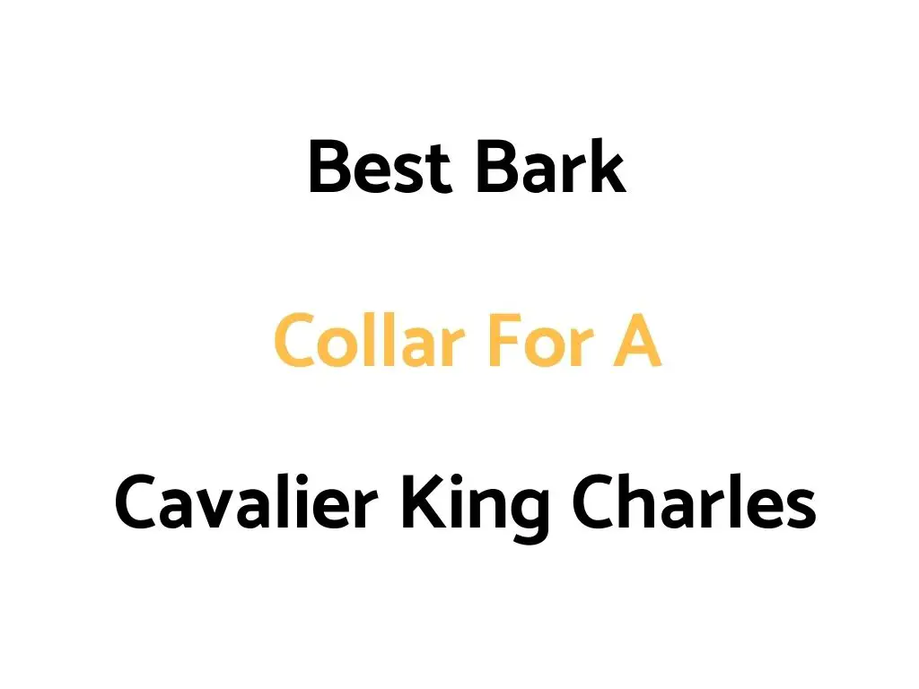 Best Bark Collar For A Cavalier King Charles