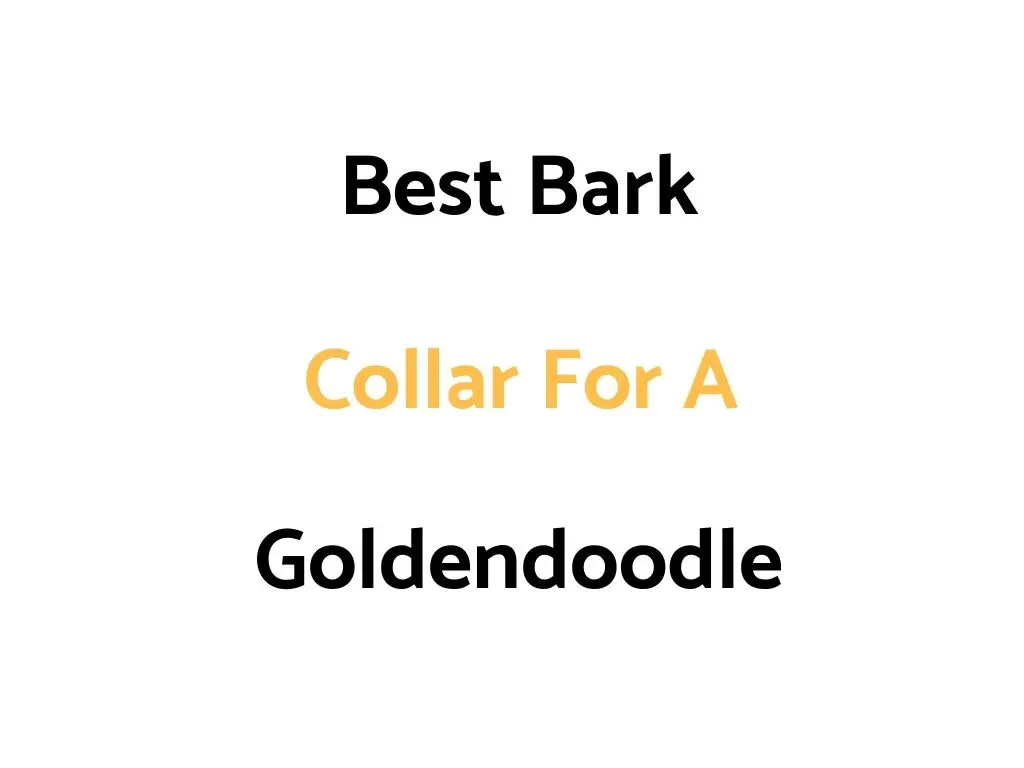 Best Bark Collar For A Goldendoodle